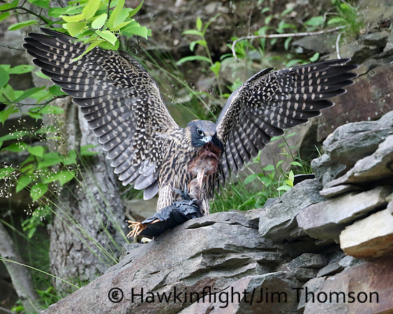 Peregrine Falcon