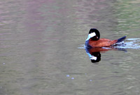 Ruddy Duck