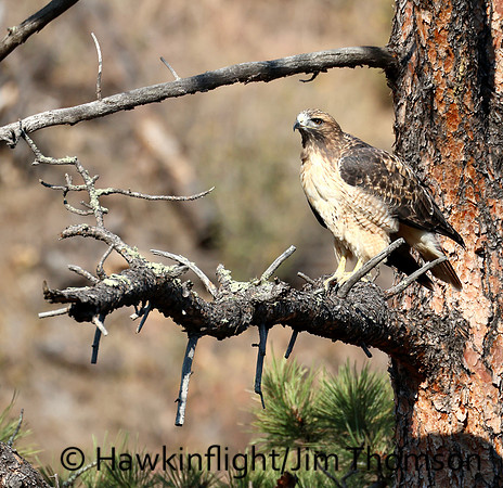 Red-tailed Hawk