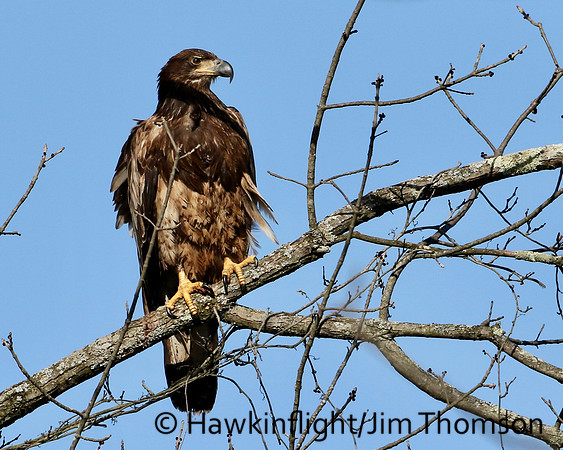 Bald Eagle