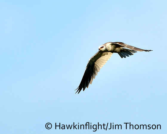 White-tailed Kite