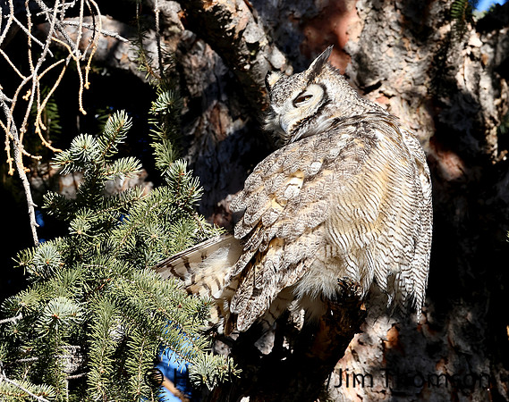 Great Horned Owl