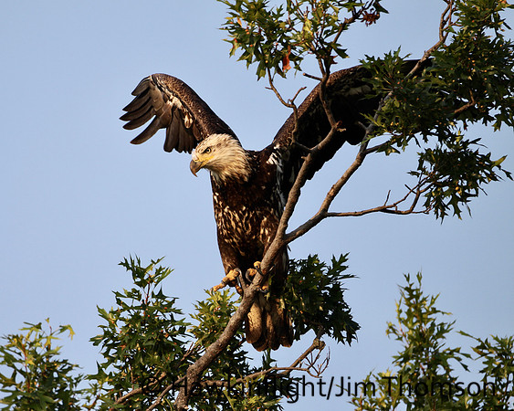 Bald Eagle