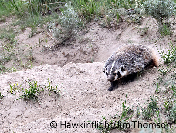 American Badger