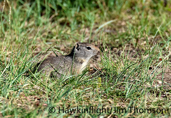Uinta Ground Squirrel