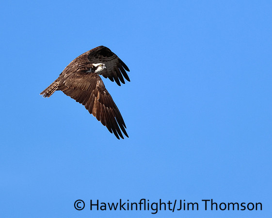 Osprey