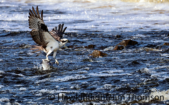 Osprey