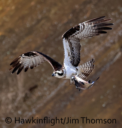 Osprey
