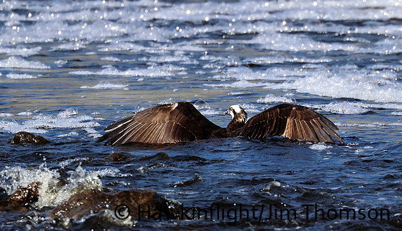 Osprey