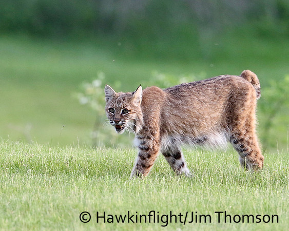 Bobcat