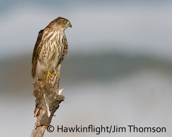 Sharp-shinned Hawk