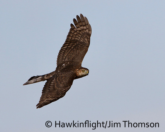 Sharp-shinned Hawk