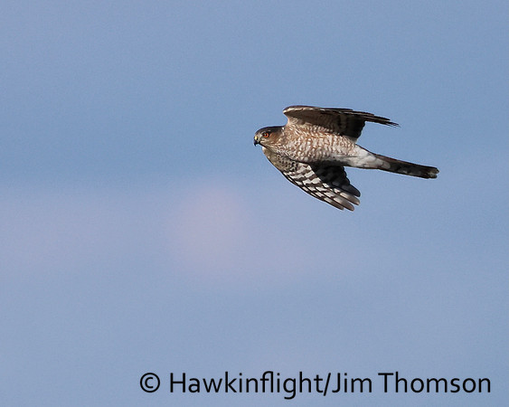 Sharp-shinned Hawk