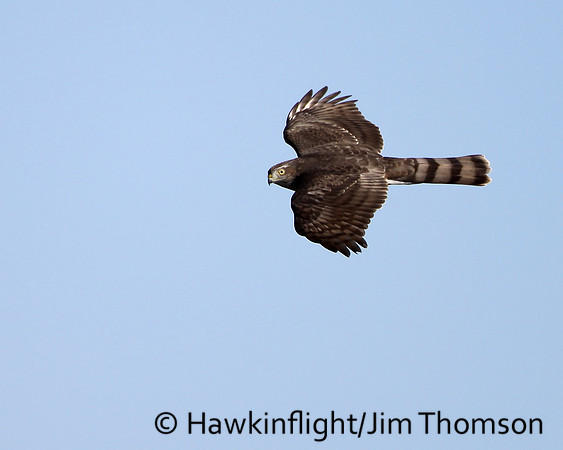Sharp-shinned Hawk