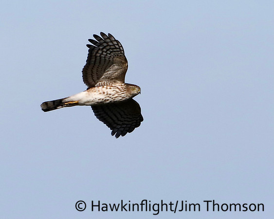 Sharp-shinned Hawk
