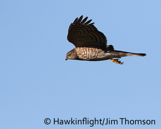 Sharp-shinned Hawk
