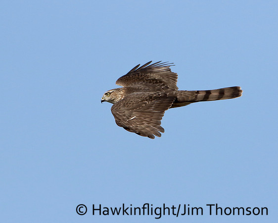 Sharp-shinned Hawk