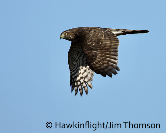 Sharp-shinned Hawk