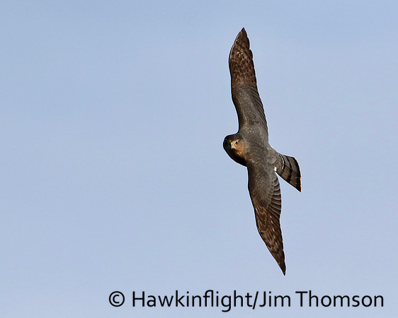 Sharp-shinned Hawk