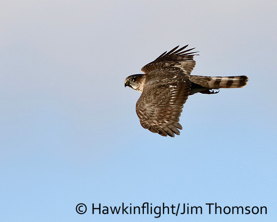 Sharp-shinned Hawk