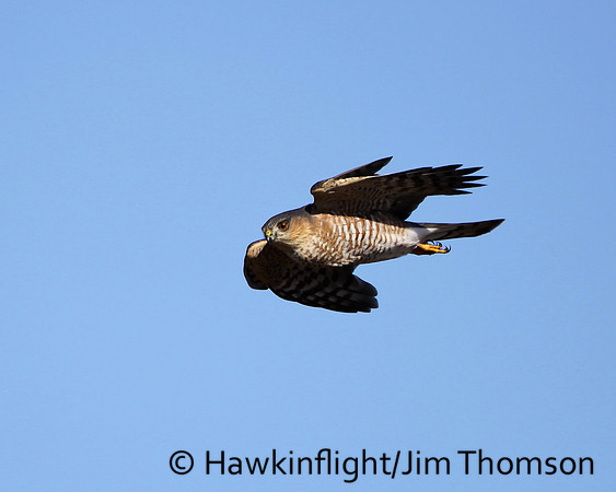 Sharp-shinned Hawk