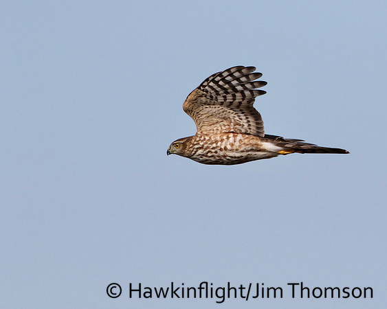 Sharp-shinned Hawk