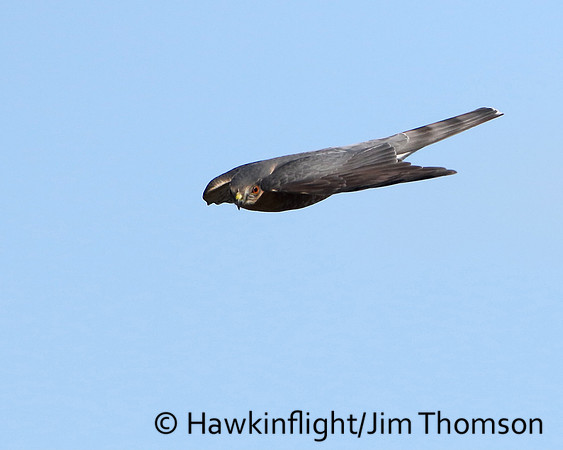 Sharp-shinned Hawk