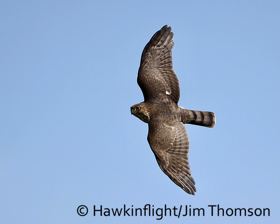 Sharp-shinned Hawk