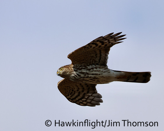 Sharp-shinned Hawk