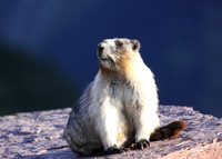 Hoary Marmot