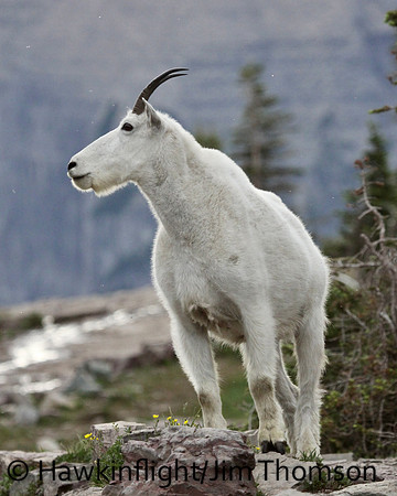 Mountain Goat