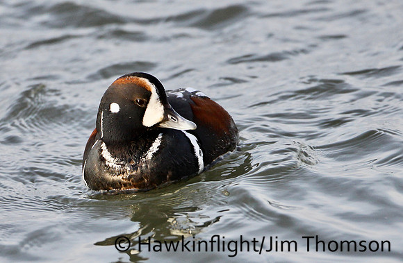 Harlequin Duck