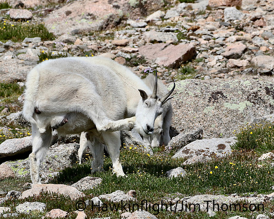Mountain Goat