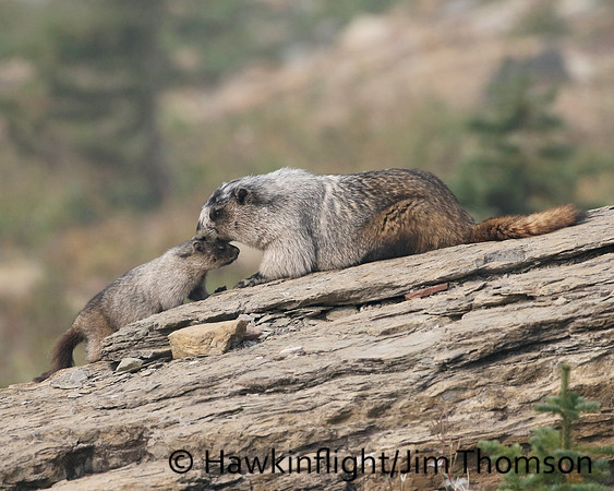 Hoary Marmot