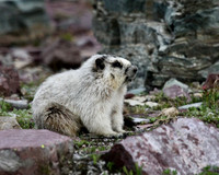 Hoary Marmot