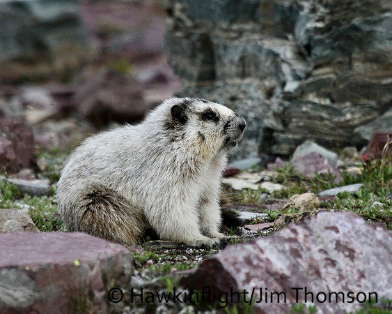 Hoary Marmot