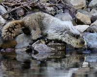 Hoary Marmot