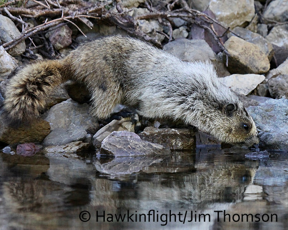 Hoary Marmot