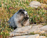 Hoary Marmot
