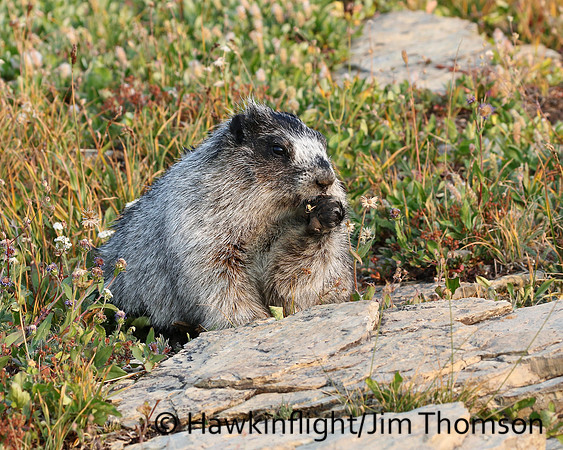 Hoary Marmot