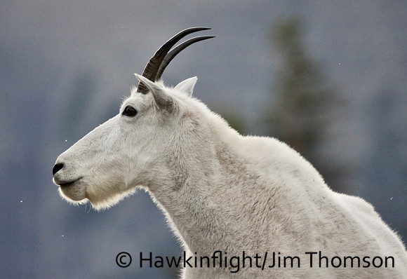 Mountain Goat