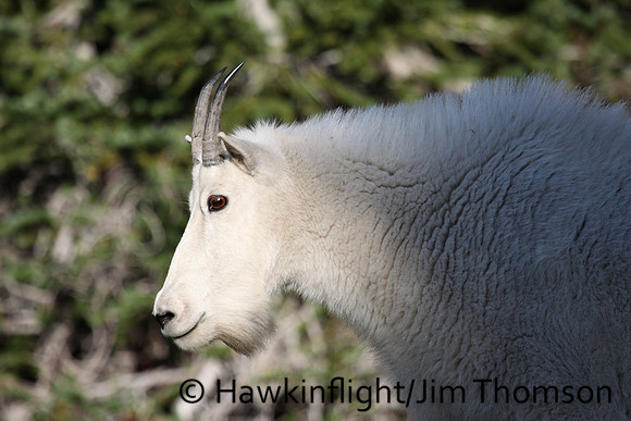 Mountain Goat