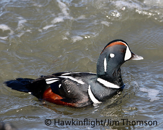 Harlequin Duck