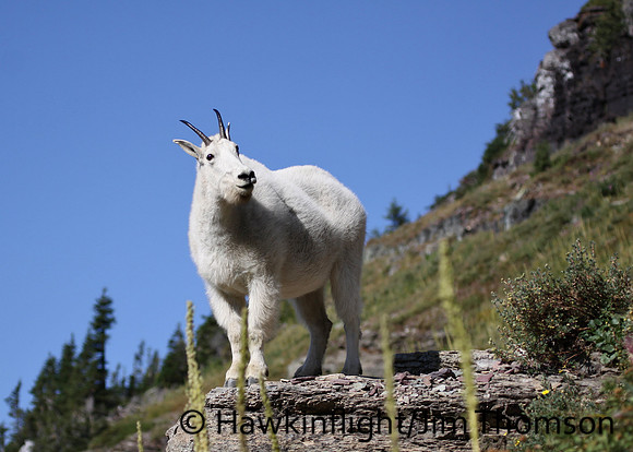 Mountain Goat