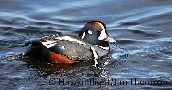 Harlequin Duck