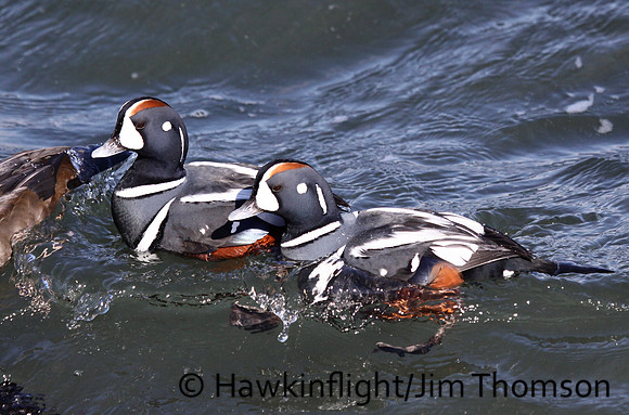 Harlequin Duck