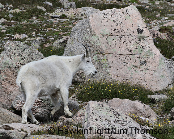 Mountain Goat