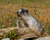 Hoary Marmot