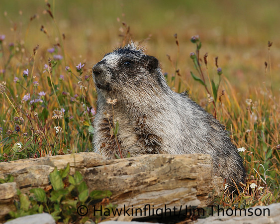 Hoary Marmot