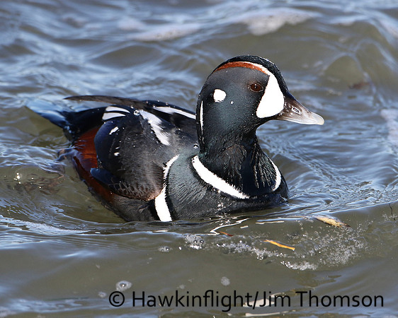 Harlequin Duck